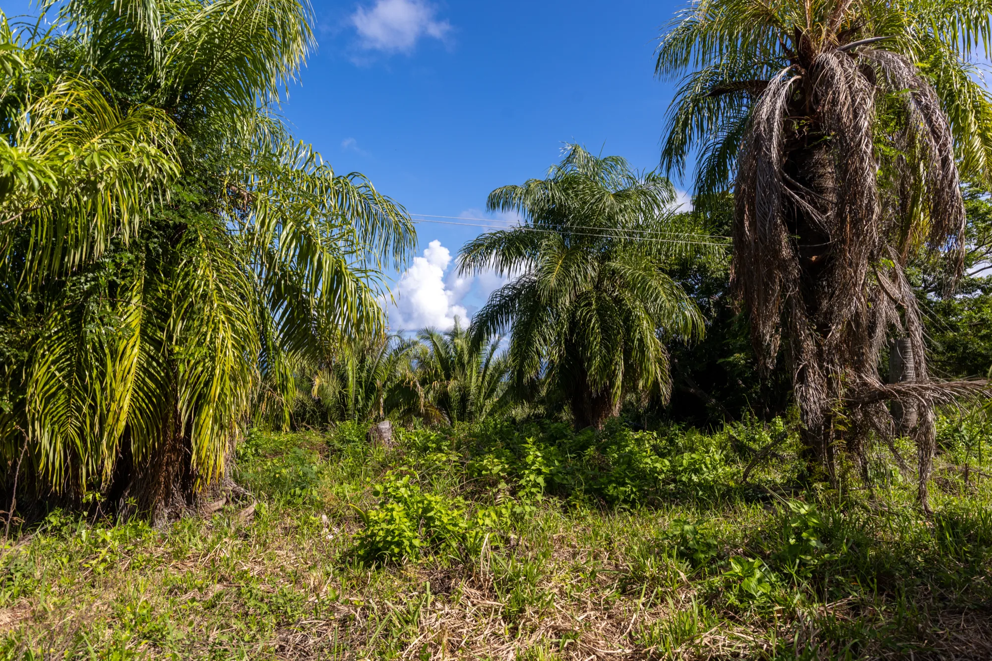 Corozal Reef Heights — 7.5 Acres — exterior photo 16 of 32