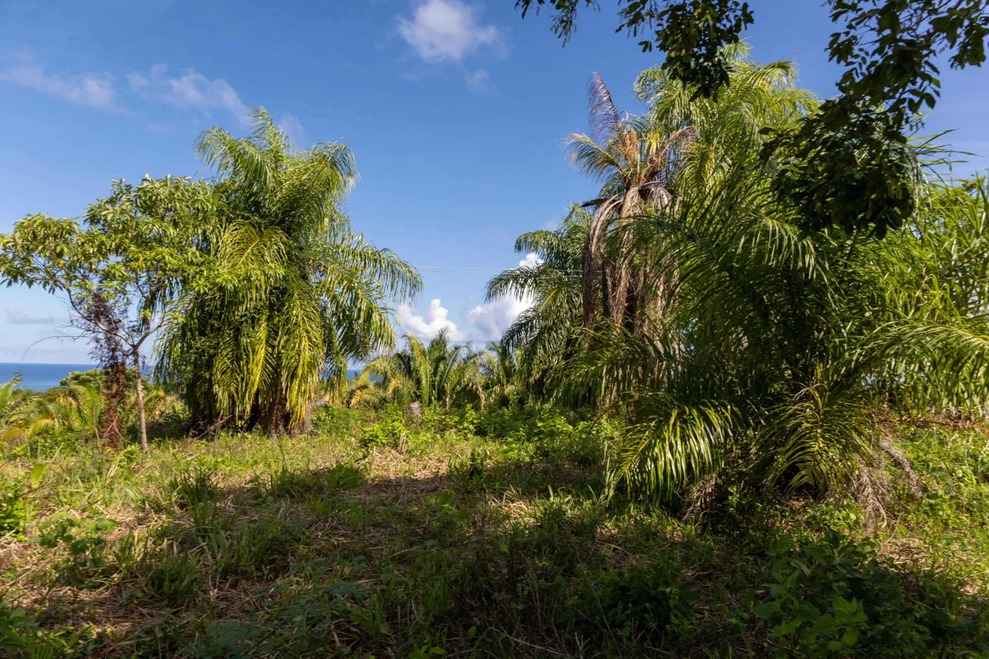 Corozal Reef Heights — 7.5 Acres — exterior photo 19 of 32