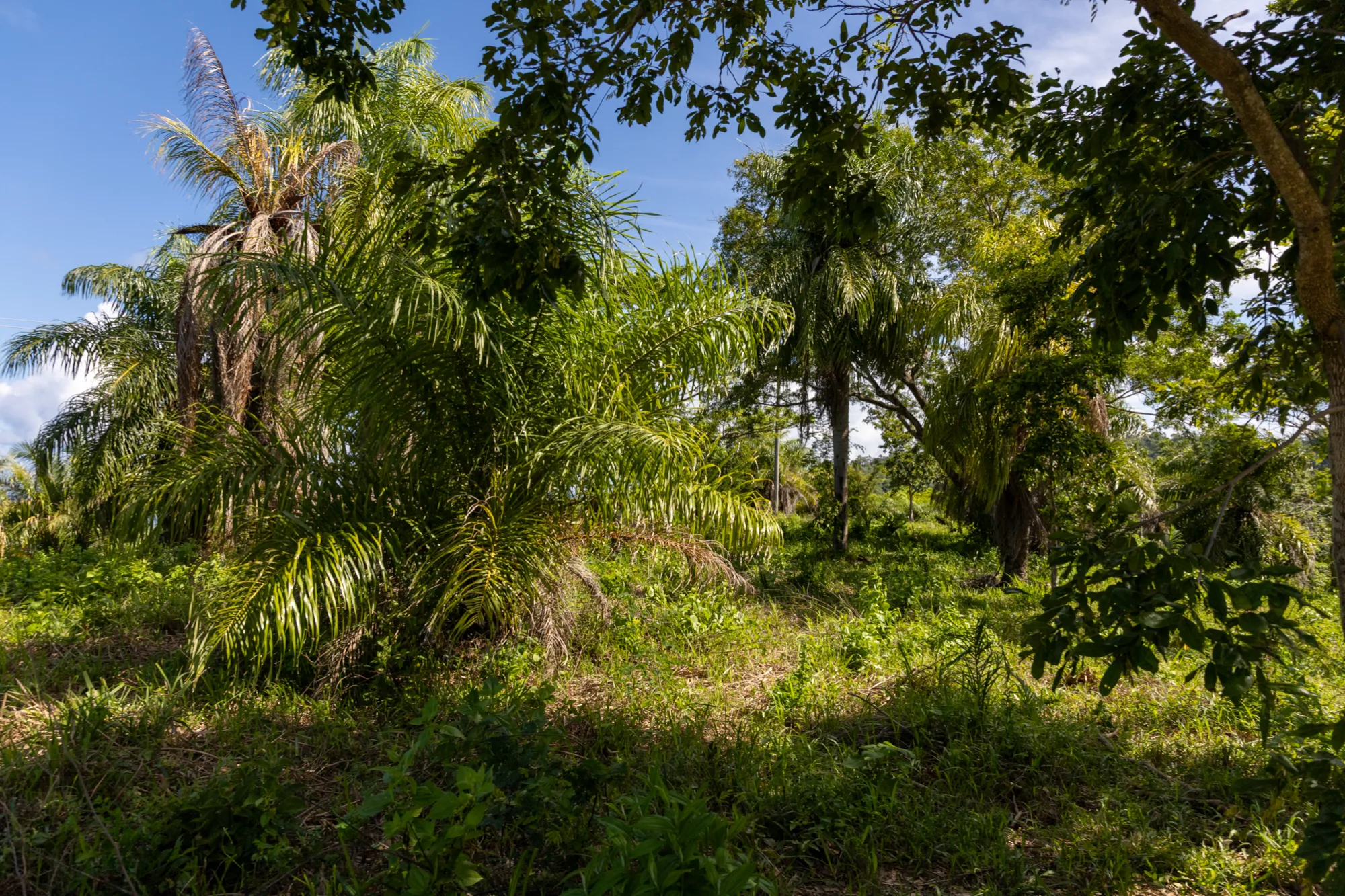 Corozal Reef Heights — 7.5 Acres — exterior photo 20 of 32