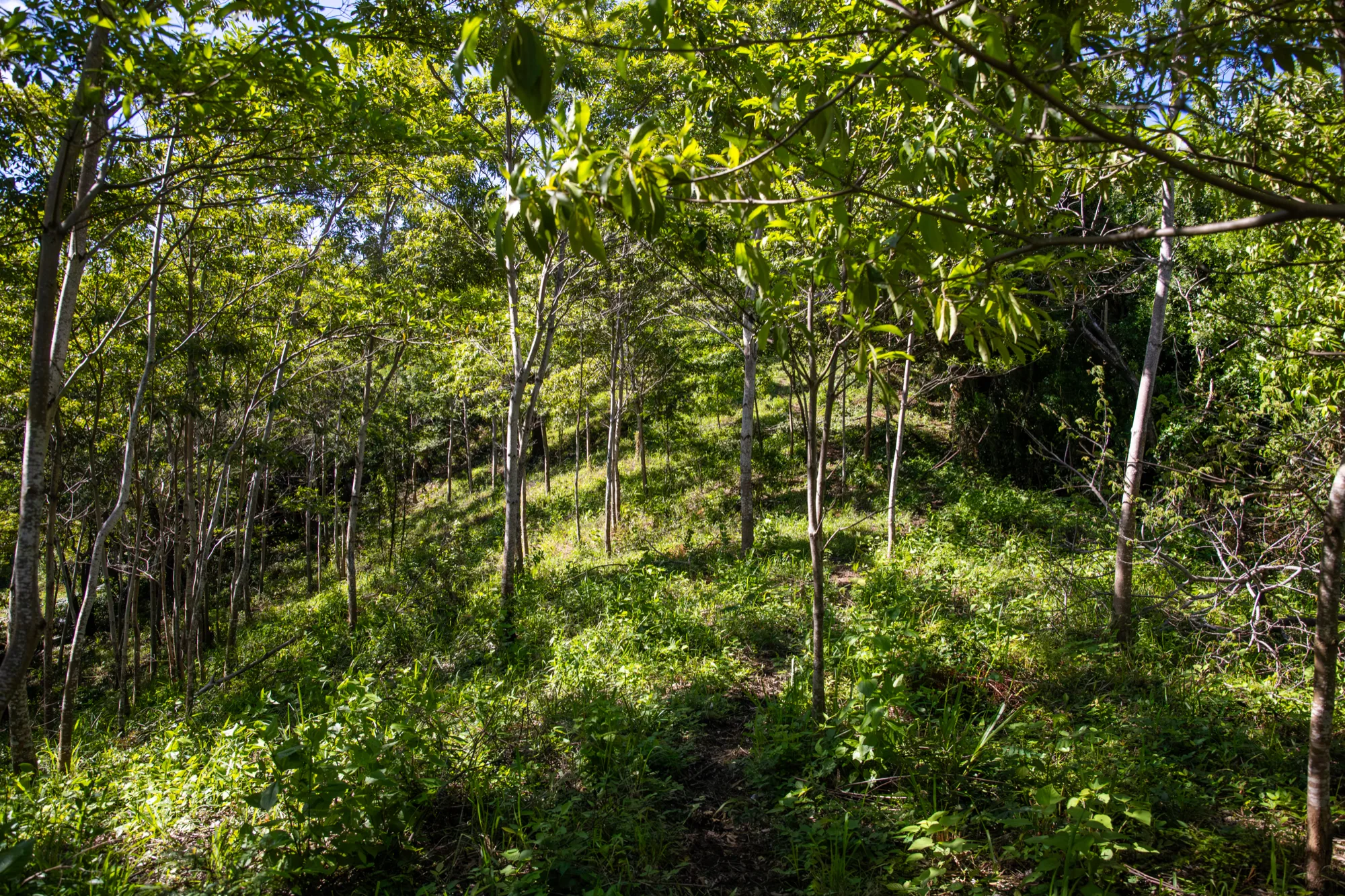 Corozal Reef Heights — 7.5 Acres — exterior photo 22 of 32